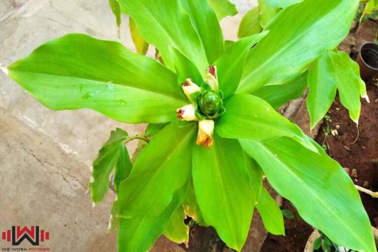 Insulin Plant – Uses, Benefits, and More